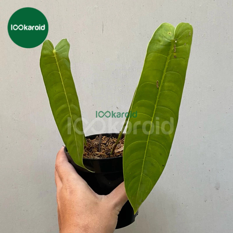 Tanaman Hias Philodendron Sharoniae