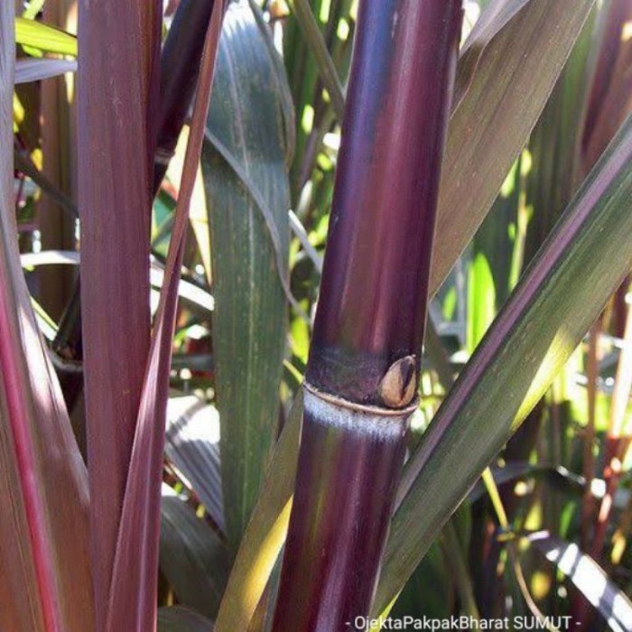 

Daun tebu Merah Segar - 500gr