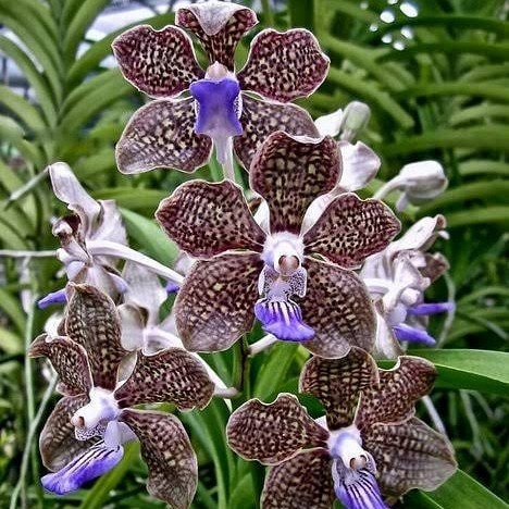 Anggrek Vanda Teslata Dewasa Hybrid Siap Bunga
