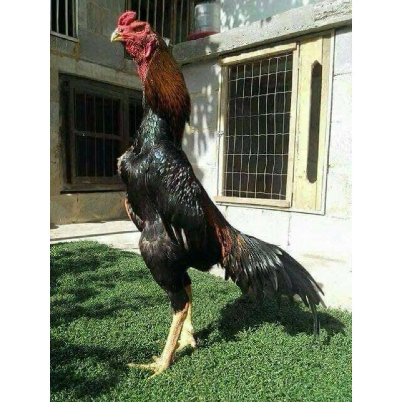 

Fertil TELUR FERTIL AYAM SHAMO JEPANG UNTUK DI TETASKAN