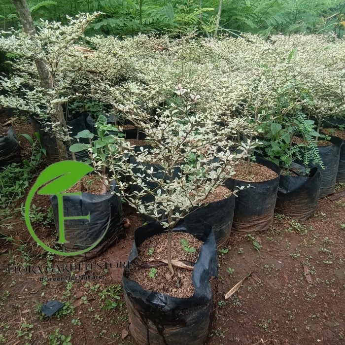 Tanaman Hias Ketapang Kencana Variegata - Ketapang Kencana Varigata