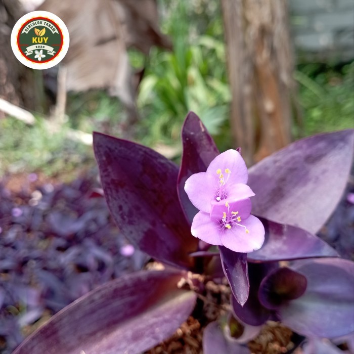 Adam Hawa Ungu Tanaman Hias Adam Hawa Ungu