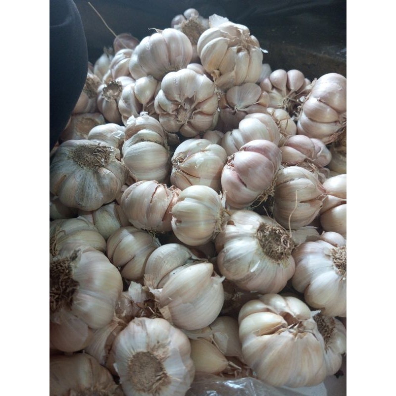 

BAWANG PUTIH 1KG