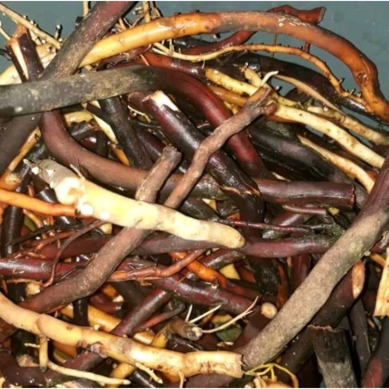

Akar pohon kelapa hijau 500 gram COD
