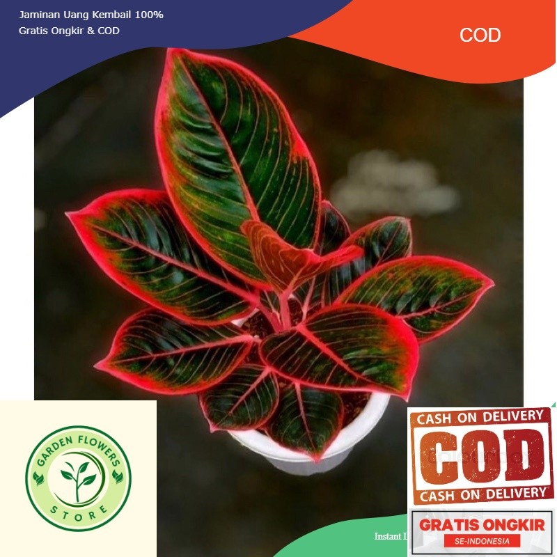 ( ORIGINAL ) bibit anakan aglonema KANZA 2/3 daun