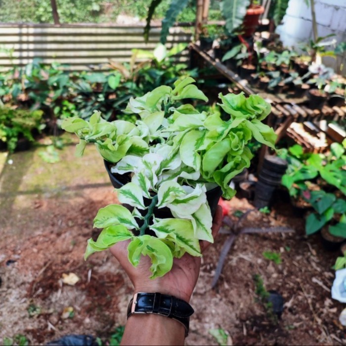 PROMO tanaman gantung patah tulang variegata