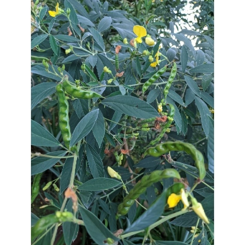 

Terbaik sayur kacang hiris/ gude segar 50gram