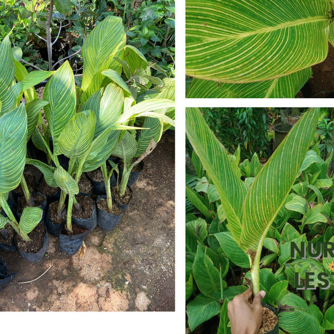 Tanaman Hias Pisang Pisangan Kana Golden / Varigata