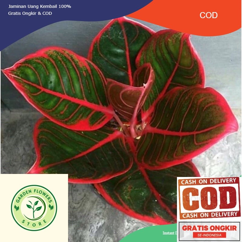 bibit tanaman hias aglonema anakan aglonema KANZA daun 1/2