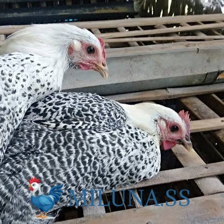 

FERTIL TELUR AYAM arab / hias / siap kirim