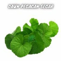 

Pegagan Segar 100 gram Antanan daun tapak kuda