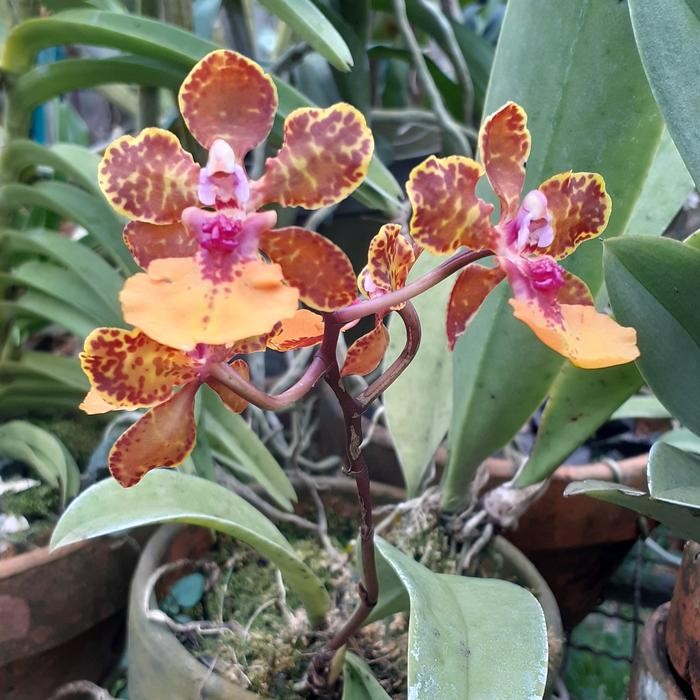 [ DEWASA ] Oncidium lanceanum | Trichocentrum lanceanum – Anggrek Eksotis Daun Bercorak & Bunga Haru