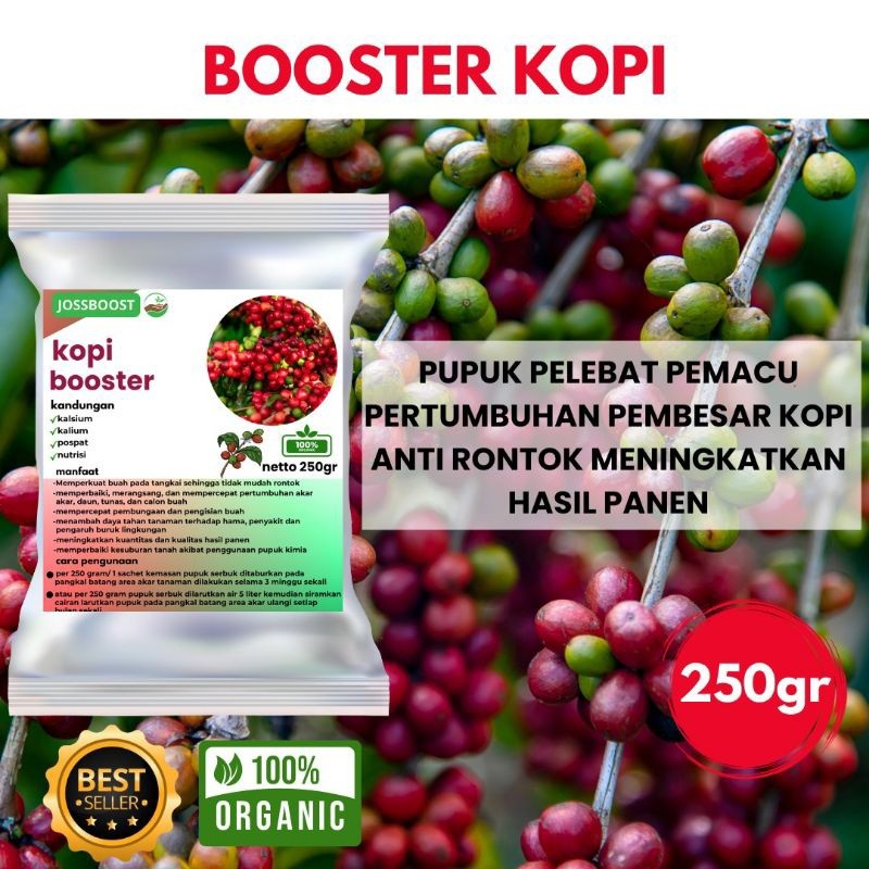 Pupuk Pelebat Buah Kopi Pupuk Booster Buah Kopi Pupuk Organik Cepat Berbuah Lebat Kopi