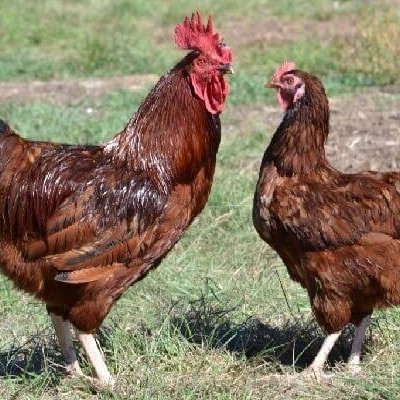 

Fertil Telur ayam rodhe island / telur ayam hias / telur fertil siap cod