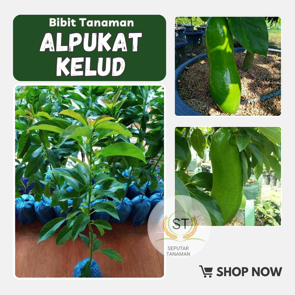 BIBIT ALPUKAT KELUD TINGGI 1 METER UP BATANG BESAR