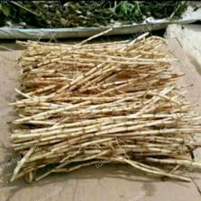

akar alang alang segar 100gram herbal
