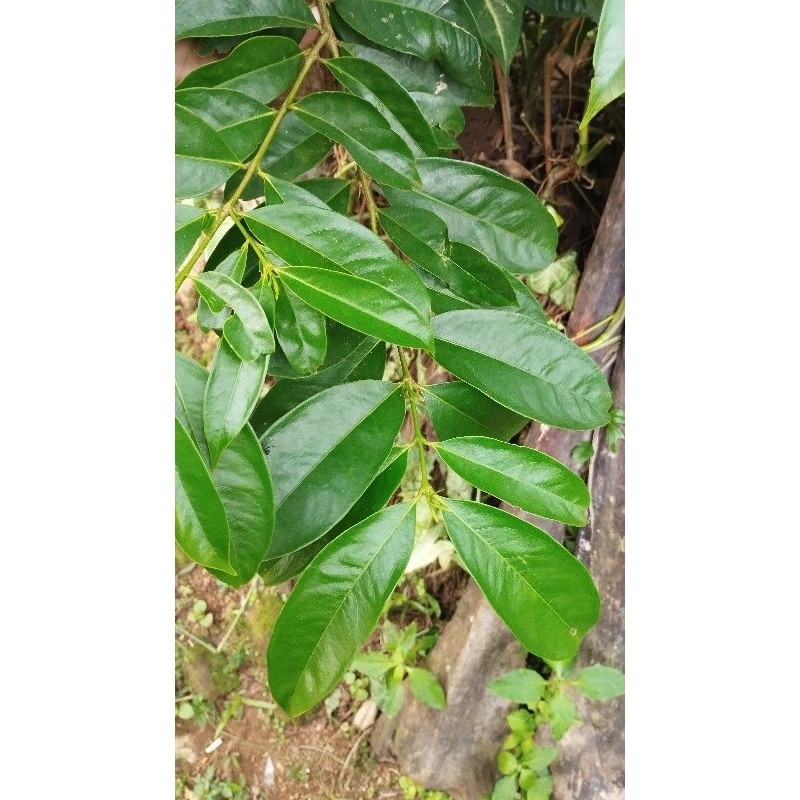 

JUAL Promo Daun Mahkota Dewa 100 Lembar segar fresh .