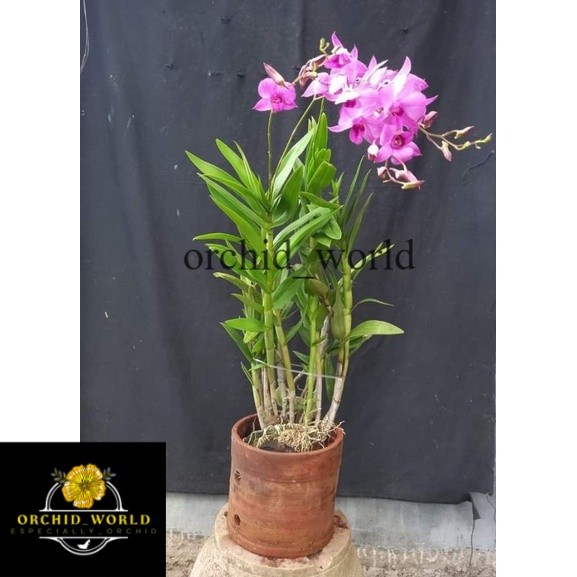 Anggrek Dendrobium Larat