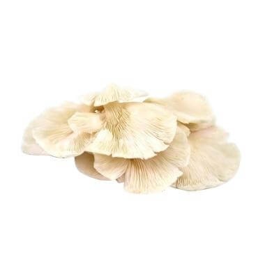 

JAMUR TIRAM berkualitas 250gram