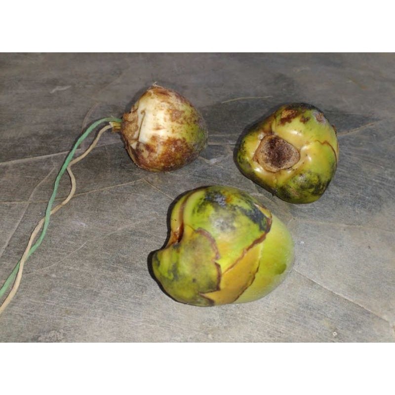 

Buah kelapa kecil beluluk untuk obat herbal