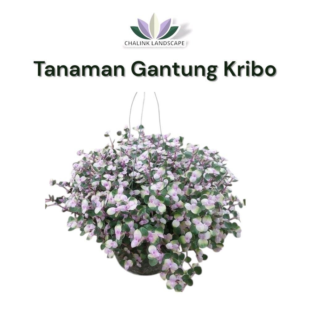 Tanaman Hias Kribo Gantung - Tanaman Pot Gantung Rimbun