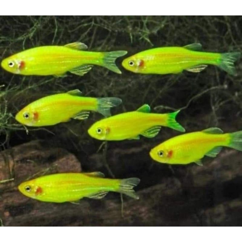 Hiasan Ikan Danio Hijau Untuk Aquarium Pemula LIVEWALL