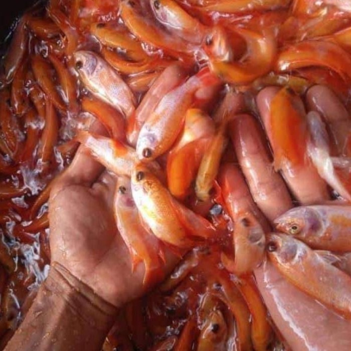 Bibit / benih ikan Nila Merah 3 - 4 jari Per KG