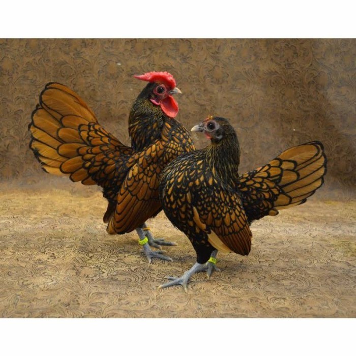 

Fertil Telur ayam serama kate batik kanada telur ayam hias fertil siap kirim