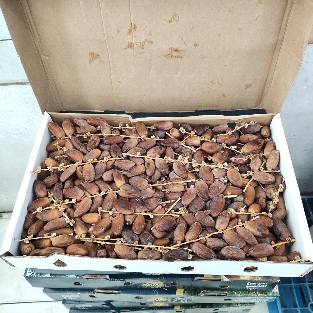

AL AWAEL KURMA TUNIS TANGKAI DATES 100G (ECER)