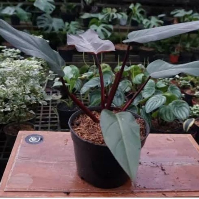 Tanaman hias Philodendron black majesty - Philo majesty