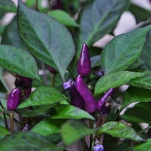 Bibit cabai rawit ungu/cabe rawit ungu