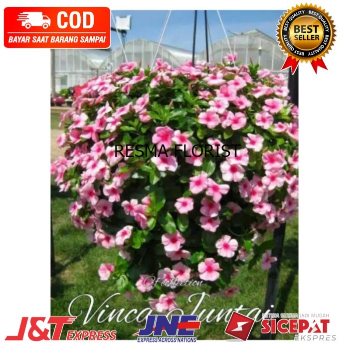 ( BISA BAYAR DI TEMPAT ) Tanaman Hias Bunga Hias Vinca Juntai Tapak Dara Chatranthus Roseus  TANAMAN