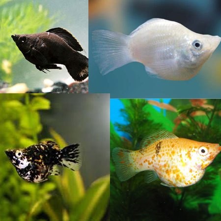 Molly Moli Moly Black Golden Marbel Balon - ETALASE live stiker