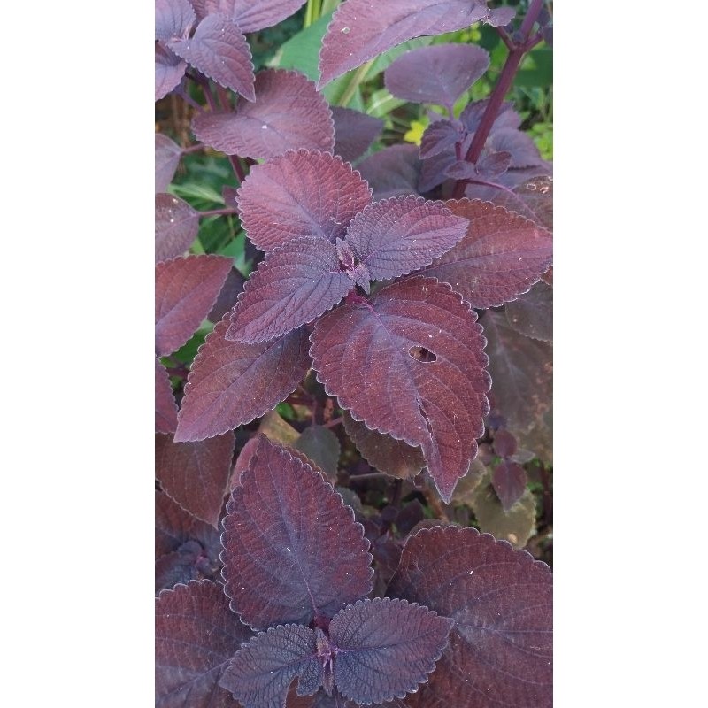 

TERBARU Daun Miana Herbal/Daun miana iler ( JAWER KOTOK ) segar 50 lembar .