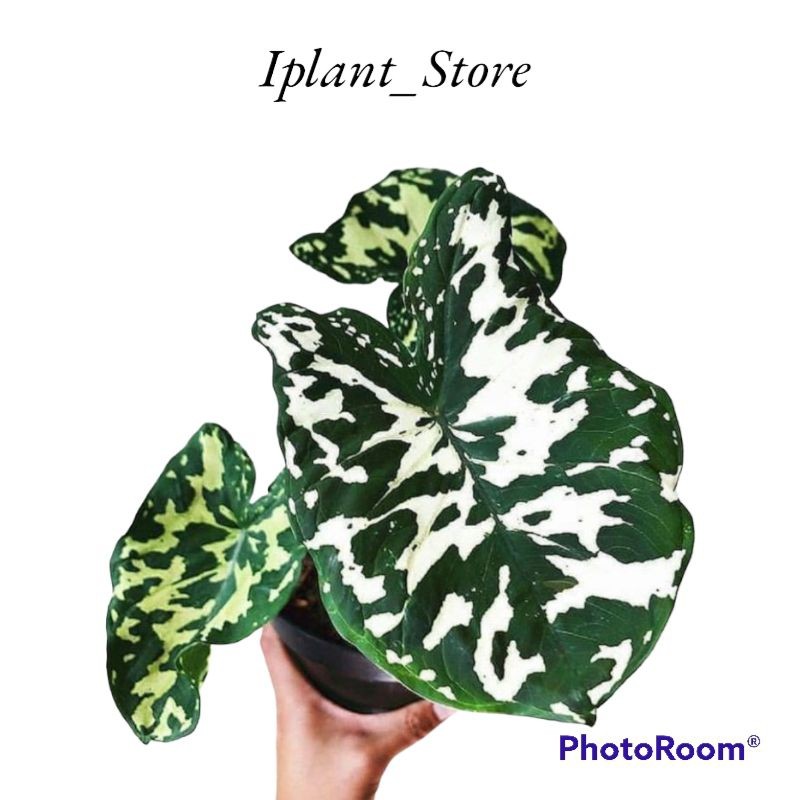 Tanaman hias keladi army/caladium army/keladi hias/tanaman hias hidup/bunga hias hidup