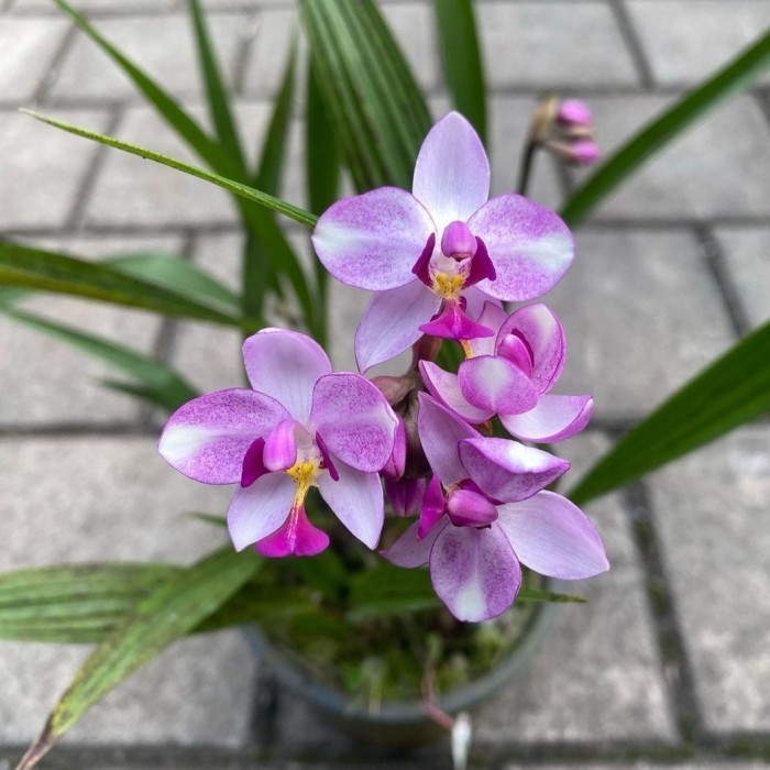Tanaman hias anggrek tanah ungu | tanaman anggrek tanah bunga ungu