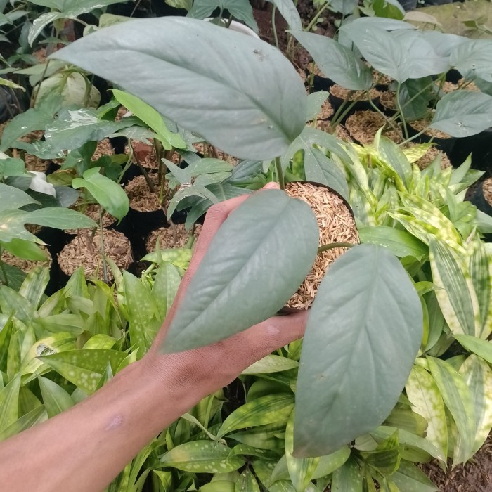 Bibit Philodendron Cebu Blue ( Epiprenum Cebu Blue )