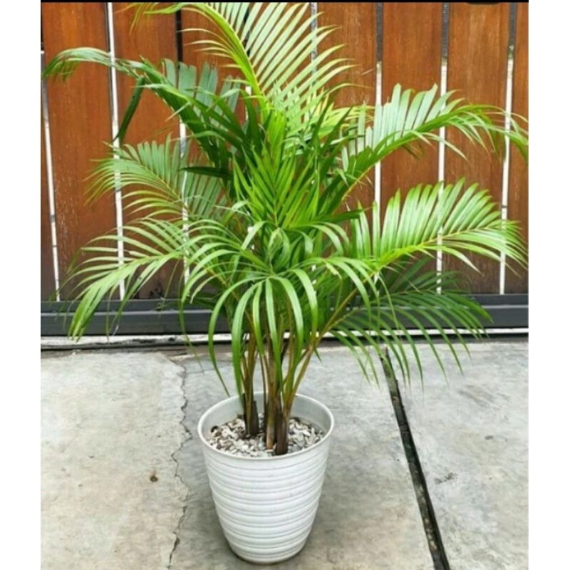 KOKOWA FLORA. Tanaman Palem kuning Rimbun isi 3 batang besar eleghant