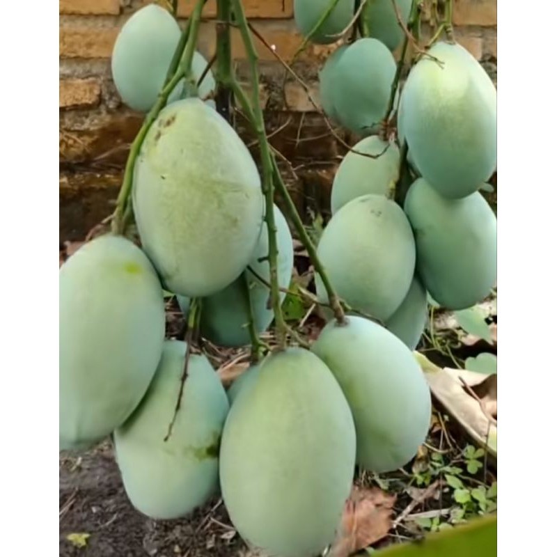 PROMO AMBYAR mangga muda manalagi,simadu 1kg  segar dan berkualitas TERMURAH