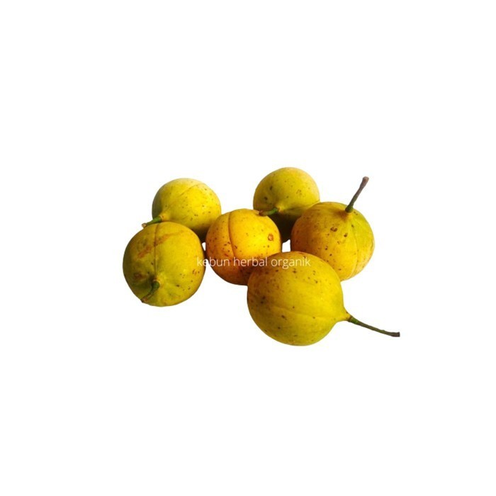

Buah Pala Segar 1 Kg Petik Kirim Untuk Manisan Dan Herbal Insomnia - Tua