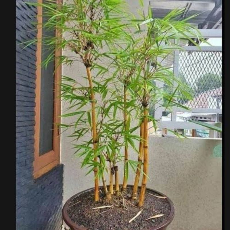 Bibit Banaman Bambu hias kuning mini ( Bambusa vulgaris var. striata) Pring kuning|Bambu Hias