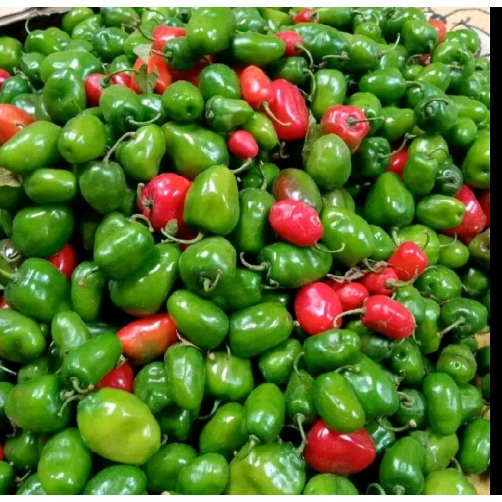 

PROMO 250 gr fresh cabe gendot super pedasss hemat