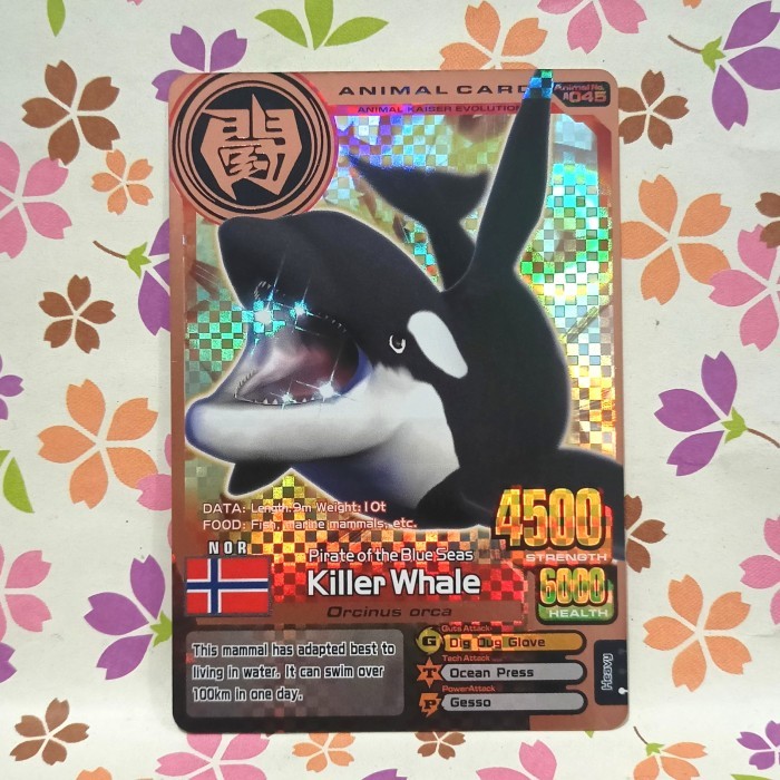 animal kaiser bronze killer whale evo 2