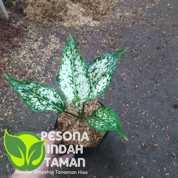 Tanaman hias aglonema snow white - tanaman hias aglonema snow white - ANAKAN
