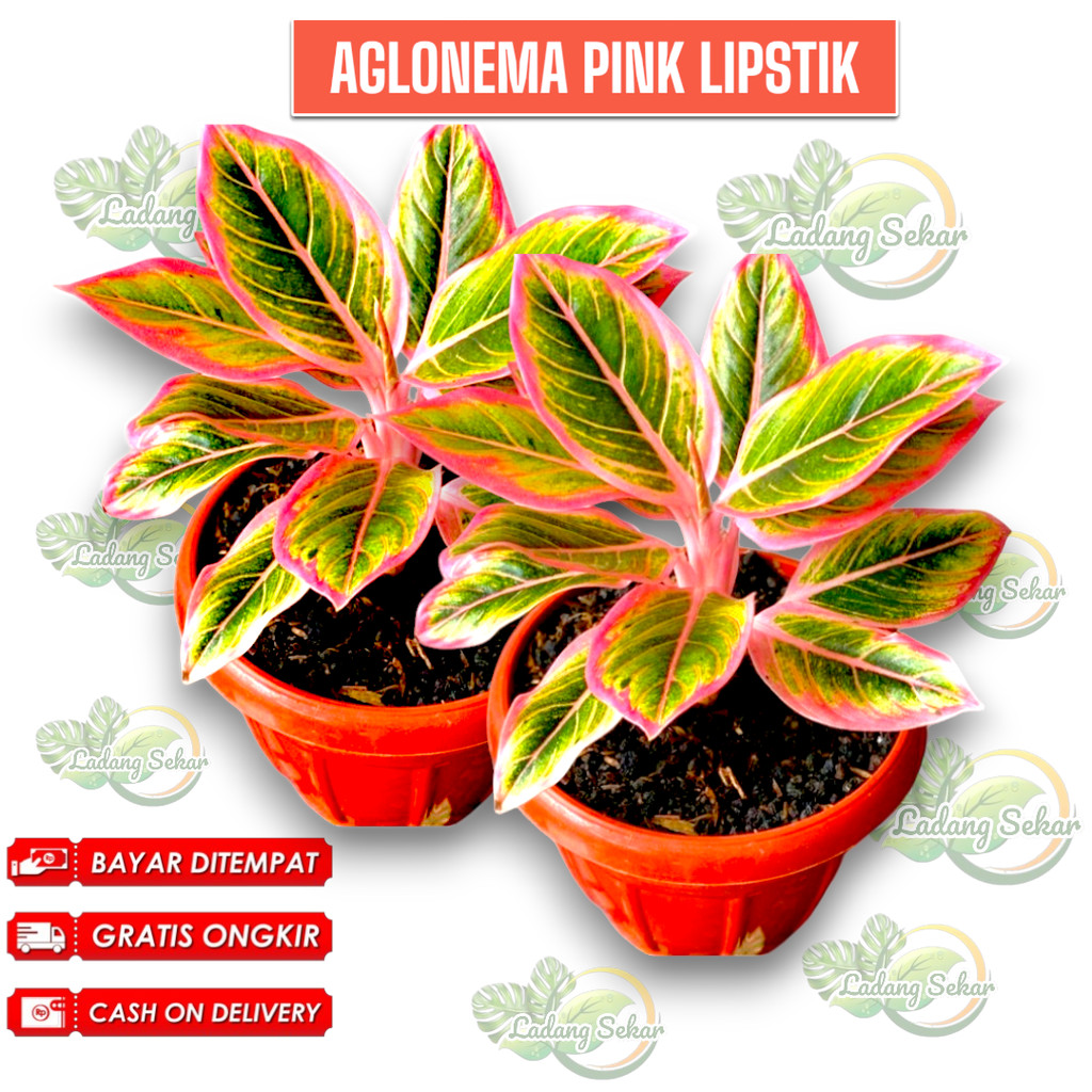 Aglonema Pink Lipstik - Aglonema Pink - Aglonema Murah Tanaman Hias
