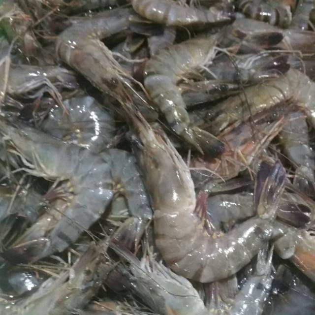 

Udang Besar Fresh 1kg - Udang Premium Segar dari Laut