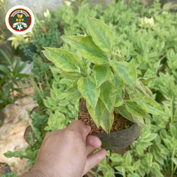 Patah Tulang Zig zag Tanaman Hias Patah Tulang tegak Tanaman Patah Tulang Tanaman Pagar