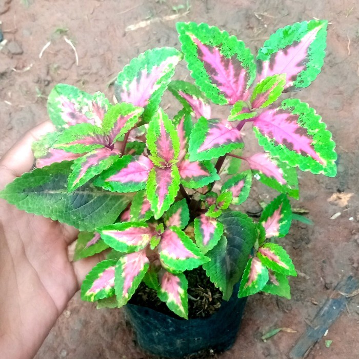 tanaman hias miana langka - pohon miana koleksi