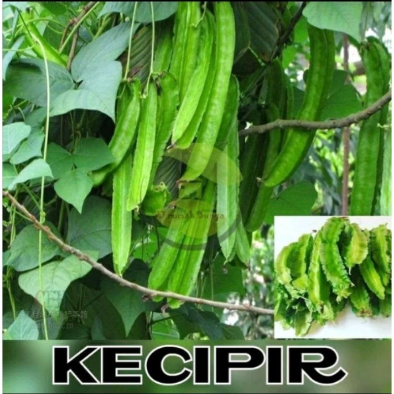 MURAH   200 GRAM BENIH KECIPIR BUAH PANJANG
