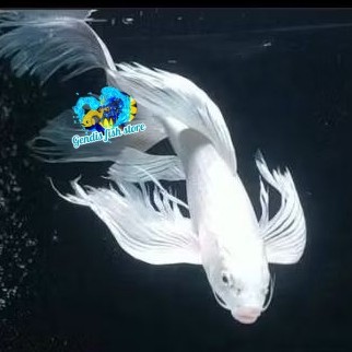 Perlengkapan aquascape Ikan Hias Koi Platinum Slayer 20 - 25 cm Ikan Air Tawar Aquariun Kolam gendis